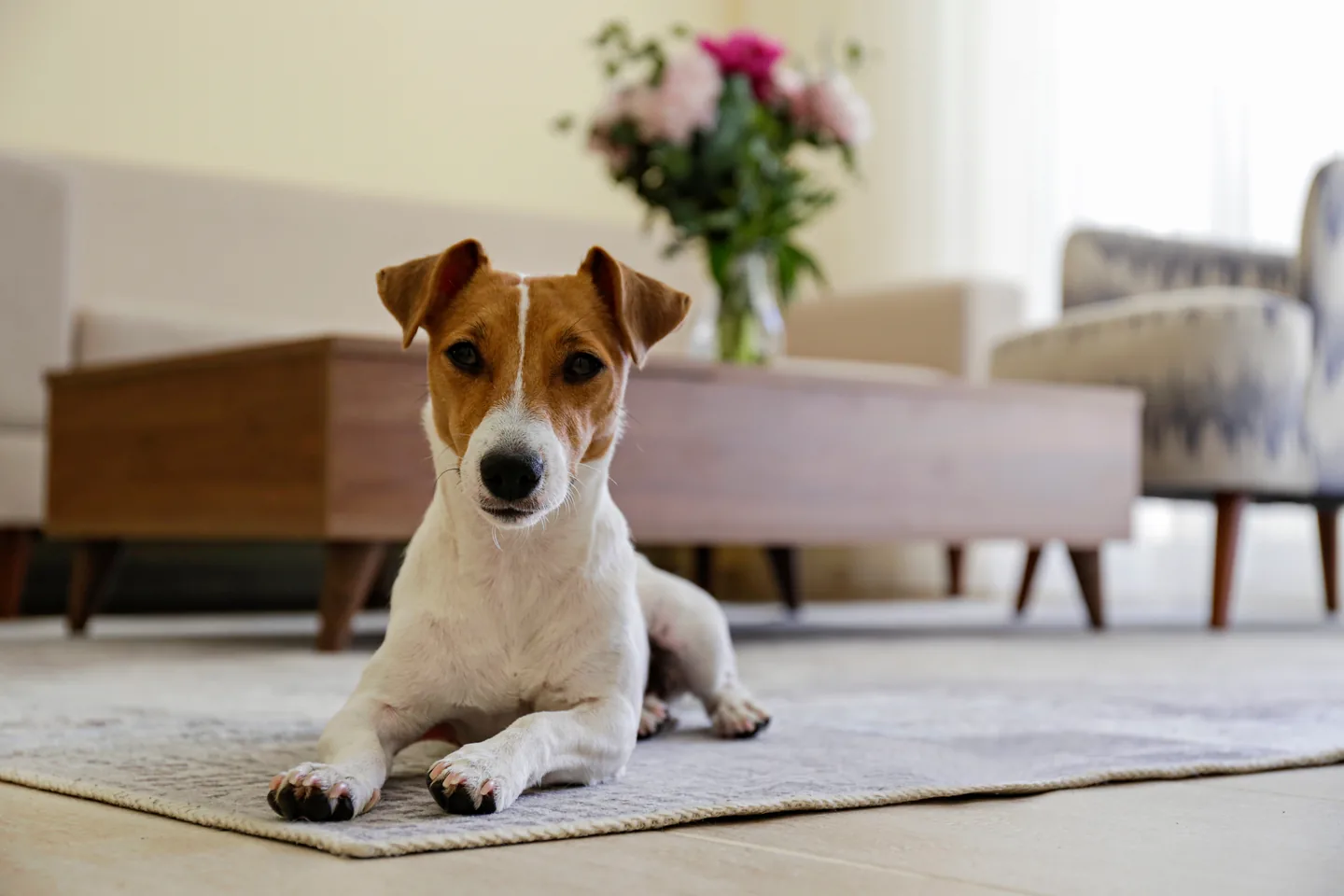 Brown and white dog lying on a rug indoors
